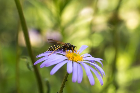 wasp on purple flower with yellow center Symphyotrichum novi-belgii , New York asterの写真素材