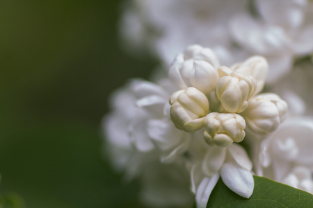 lush white lilac flower. Beautiful spring background. Buds and blossoming flower on a branch.の写真素材