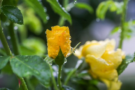 Yellow Rose bud with dew drops on the stem. Rain drops on a rose.の写真素材