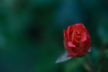 Rose bud with dew drops on the stem. Rain drops on a rose.の写真素材