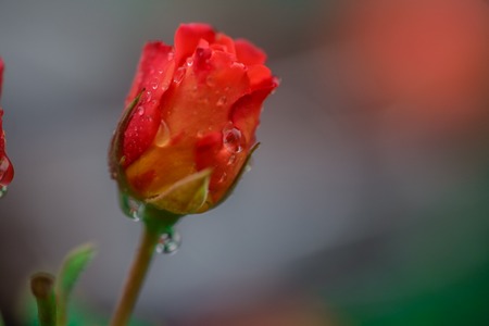 Rose bud with dew drops on the stem. Rain drops on a rose.の写真素材