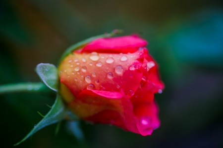 Rose bud with dew drops on the stem. Rain drops on a rose.の写真素材