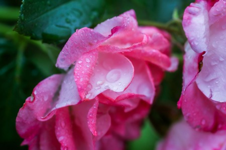 Rose bud with dew drops on the stem. Rain drops on a rose.の写真素材