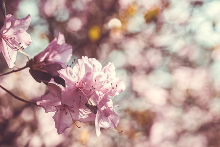 Branch with azaleas flowers against background of pink blurry colors and blue sky. Floral background. Copy space.の写真素材