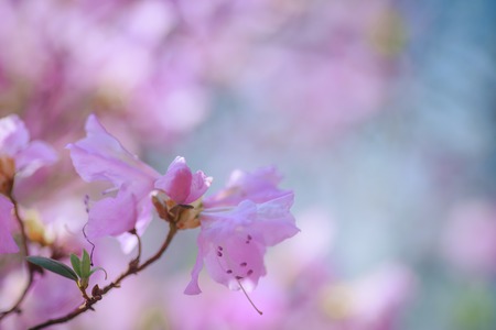 One pink azalea flower against a background of pink blurry colors and blue sky. Floral background.の写真素材