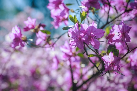 A bush of flowering azaleas against a background of trees in a blue haze.の写真素材