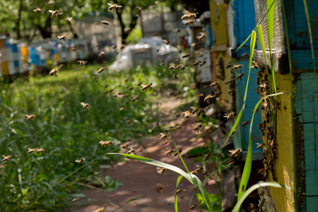 From beehive entrancebees creep out.の写真素材