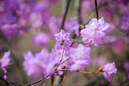 A bush of flowering azaleas against a background of trees in a blue haze.の写真素材