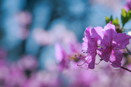 Branch with azaleas flowers against background of pink blurry colors and blue sky. Floral background. Copy space.の写真素材