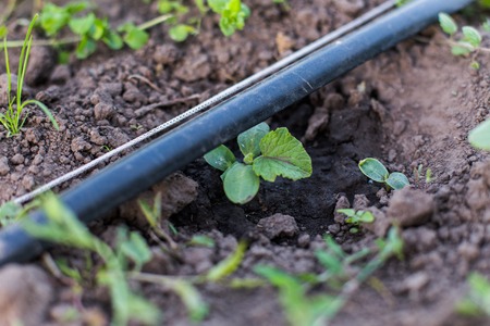 The first sprouts of cucumbers in the garden in the summer.の写真素材