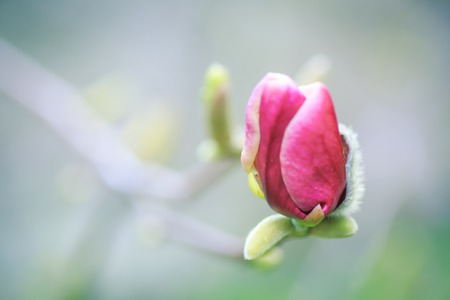 opening flower of pink magnolia in the early spring. Covered with hairs of stucco magnolia.の写真素材