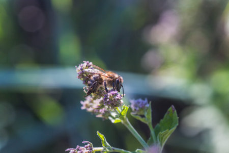 Honey bee collects nectar and pollen from purple flowers Lemon balm, Melissa officinalis, balm,...