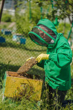 beekeeper in a green suit raises frame from the hive. beekeeper looks at the frame with the honey...