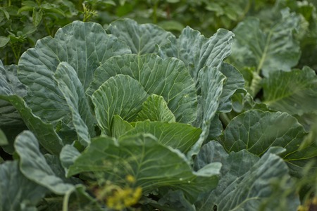 Background of cabbage leaves. Dew drops on a leaf of cabbage. Green juicy color of the plant. big fresh white cabbageの写真素材
