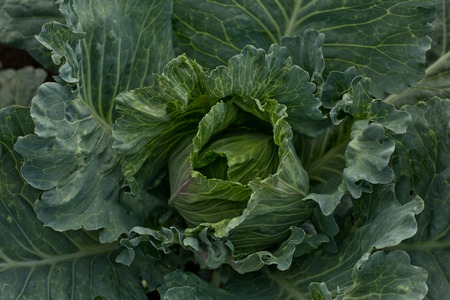 Brassica oleracea, Background of cabbage, headed cabbage leaves. Dew drops on a leaf of cabbage. Green juicy color of the plant. big fresh white cabbageの写真素材