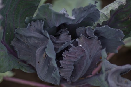 Brassica oleracea var. capitata f. rubra, red cabbage purple-leaved , purple cabbage, red kraut, or blue kraut with a drop of dew on a sheetの写真素材