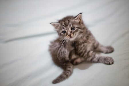 Flea cat on the bedの写真素材