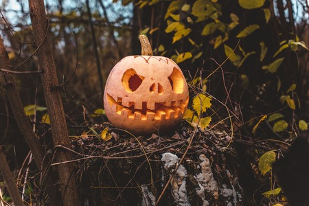 Pumpkin with carved eyes and mouth on the stump. Decor for Halloween. Scary forest.の写真素材