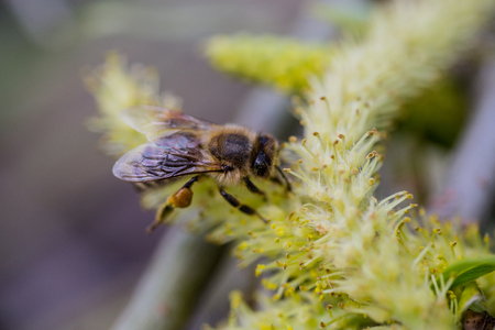 The honey bee collects the pollen from the willow. Not fluffy blooming inflorescences catkins holly willow in early spring before the leaves.の写真素材