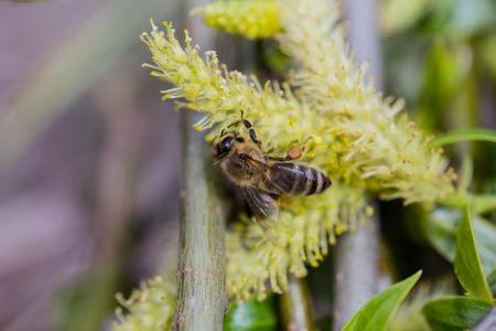 The honey bee collects the pollen from the willow. Not fluffy blooming inflorescences catkins holly willow in early spring before the leaves.の写真素材