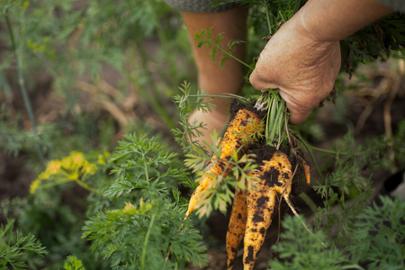 bunch of fresh organic carrots in hands of a farmer. Fresh ripped carrots on background of ground straight from the garden patch. Carrots with tops in hands of an old woman.の写真素材