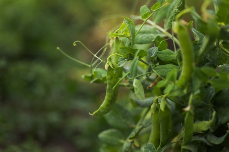 Pisum sativum, pea, garden peas in the garden. Young pea sprouts. Pea pod on a bush close-up. Vegetarian food. Growing peas outdoors.の写真素材