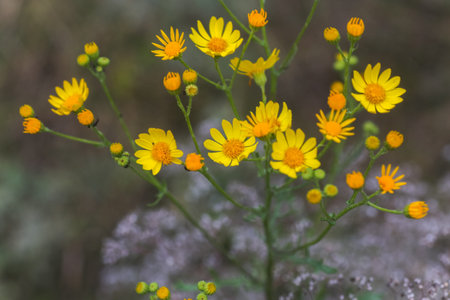 Senecio inaequidens, narrow-leaved ragwort, South African ragwort yellow small flowers on a field in...