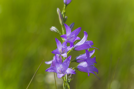 Campanula rapunculoides, creeping bellflower, or rampion bellflower. Violet flowers and buds of a campanula on the field.の写真素材