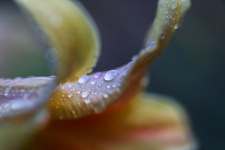 drop of rain on petal of orange Lilium, true lilies. Transparent dew drop. background. Copy spaceの写真素材