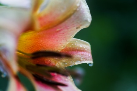 drop of rain on petal of orange Lilium, true lilies. Transparent dew drop. background. Copy spaceの写真素材