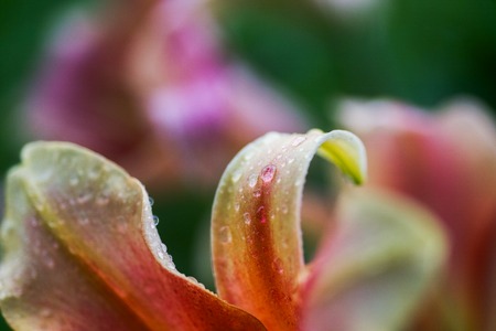 drop of rain on petal of orange Lilium, true lilies. Transparent dew drop. background. Copy spaceの写真素材