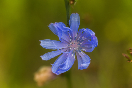 Common chicory, blue daisy, dandelion, jellyfish, blue weed, bunk, coffeeweed, cornflower, hendibeh, horseweed, ragged sailors, succory, wild bachelor's buttons, and wild endive blue flower close-up on the field.の写真素材