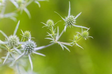 Eryngium amethystinum, amethyst eryngo, Italian eryngoor amethyst sea holly light purple spiny plants on the field. medicinal and honey plants of Europeの写真素材