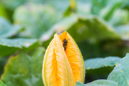 Huge yellow flowers of a pumpkin on a stalk. Pumpkin leaves.