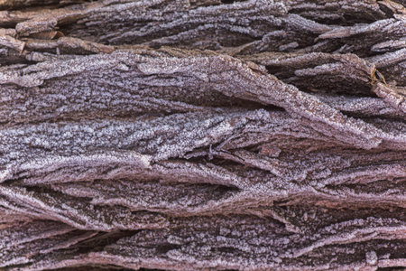 The bark of the plant tree is covered with ice crystals. Dead on the trees. First frosts. Cold...