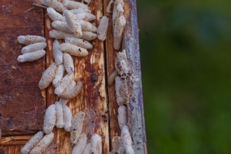 Wax moth larvae on an infected bee nest. cover of the hive is infected with a wax moth. family of bees is sick with a wax moth. Terrible wax bee frame eaten by parasites.の写真素材