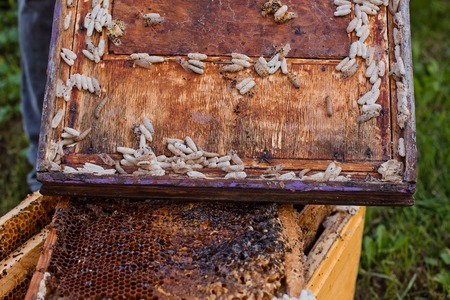 Wax moth larvae on an infected bee nest. cover of the hive is infected with a wax moth. family of bees is sick with a wax moth. Terrible wax bee frame eaten by parasites.の写真素材