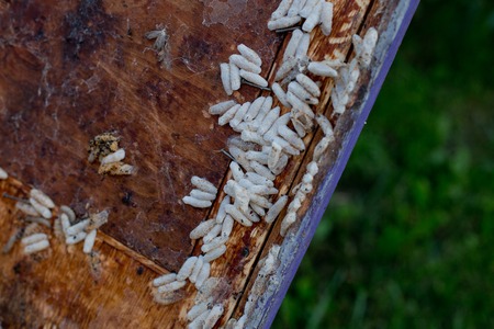 Wax moth larvae on an infected bee nest. cover of the hive is infected with a wax moth. family of bees is sick with a wax moth. Terrible wax bee frame eaten by parasites.の写真素材