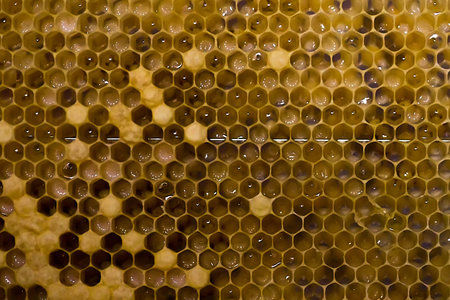 Honeycombs with larvae of honeybees. Large white bee larvae. Soft focus