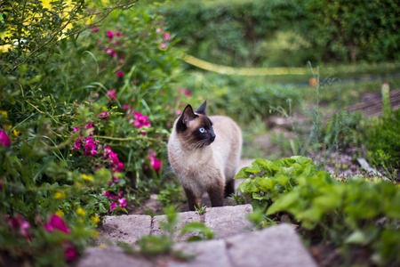 cat with black face goes up stairs among roses. Free-range cat. Domestic cat on street.の写真素材
