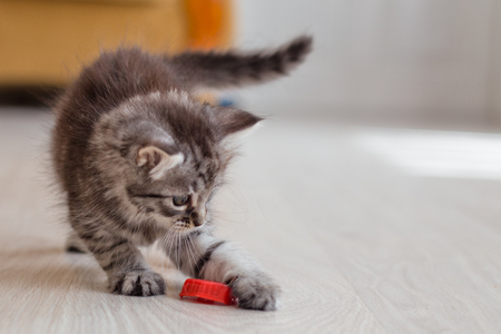 Little gray kitten playing on the floor. The kitten arched his back and stretched his foot. Playful healthy cat.の写真素材