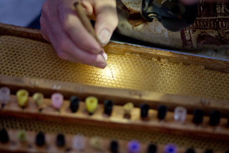 Larva of bee, selected for growing queen bee. Tool for picking larvae from honeycombs on a frame. Honeybee Queen Grafting from Larvae into DIY Queen Cups. Larva of bee, selected for growing queen bee. Tool for picking larvae from honeycombs on a frame. Honeybee Queen Grafting from Larvae into DIY Queen Cupsの写真素材