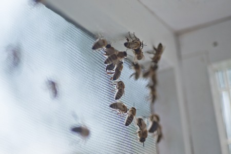 Honey bee drones on the walls of the adversary before sperm collection. Artificial insemination of queen bees. Directions of beekeeping. Drone Rearing. honeybee insemination, flying cage for dronesの写真素材