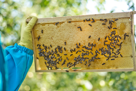 Beekeeper is holding Honeycomb frame set up by bees, with lack of space for honey. Self-built insect waxed. family in the beehive. Bees in a hive on built-in wax. Honey frame. closeup of bees on honeycomb in apiaryの写真素材