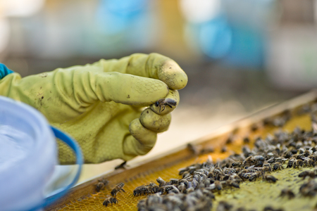 beekeeper selects bee drones for selection of sperm. Artificial insemination of queen bees. Bee products. Selective focus. Blured.の写真素材