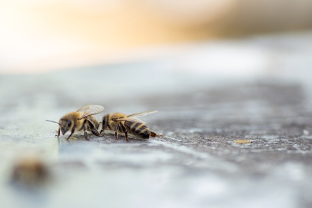 The drone is crawling on the hive cover. Driven from the hive drone.の写真素材