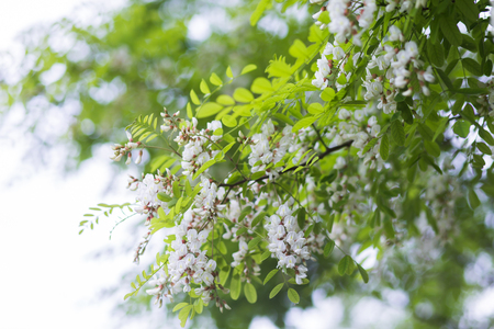 White flowers tree acacia. Blooming clusters of acacia. Honey spring plant. Collect nectar. Branches of black locust Robinia pseudoacacia . Closeup, macro.の写真素材