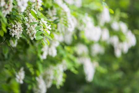 White flowers tree acacia. Blooming clusters of acacia. Honey spring plant. Collect nectar. Branches of black locust Robinia pseudoacacia . Closeup, macro.の写真素材