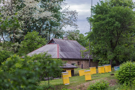 Yellow hives on apiary near house during flowering of acacia. first spring honey collection. Honey...