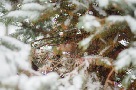 Little bird hiding in the branches Snow-covered Christmas tree in city. landing of young firs. Poaching felling of firs Spruce treated with toxic chemicals. New Year's and Christmas.の写真素材